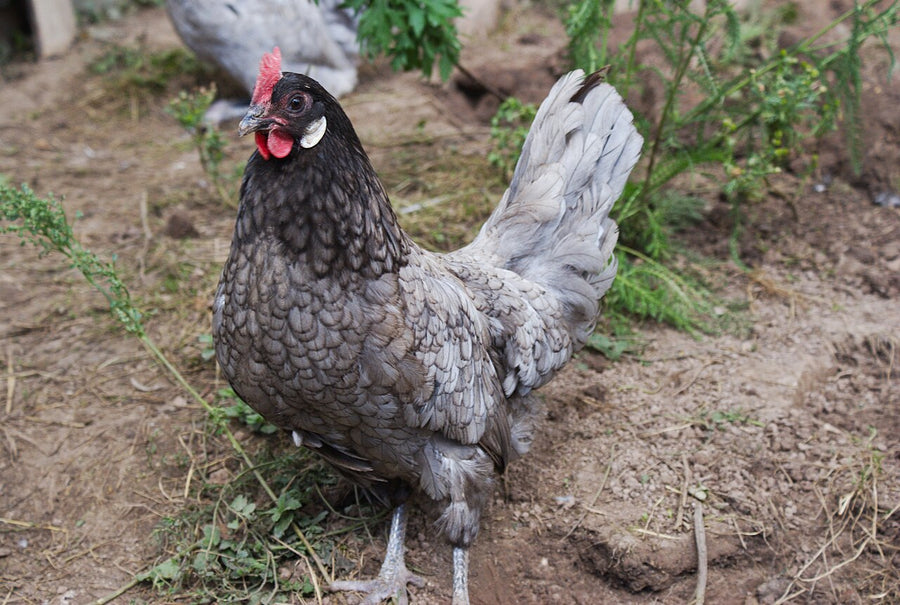 Blue Andalusian hen — slate-blue heritage line, same lineage Delaware Blue Hens are bred from (Wikimedia Commons)