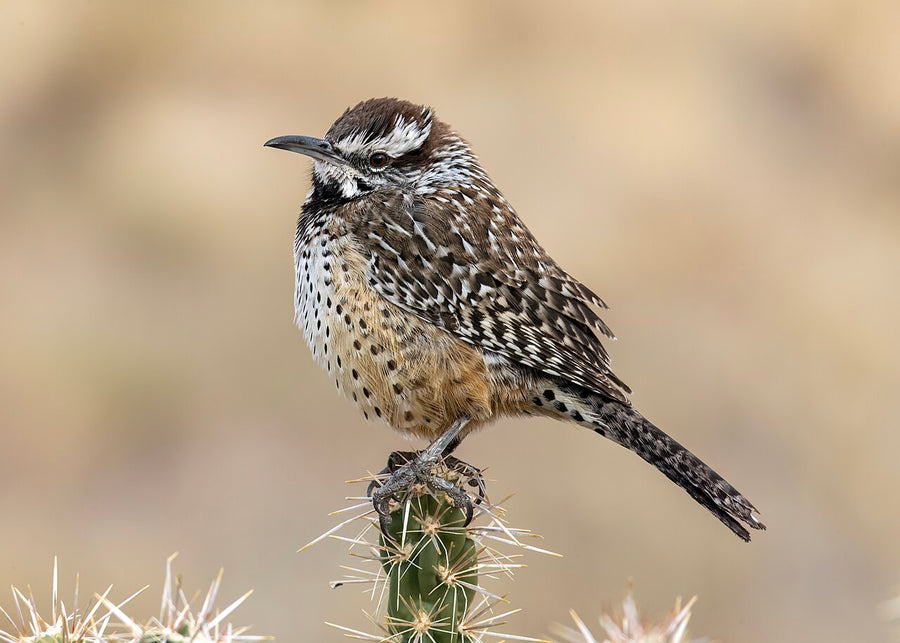 Cactus Wren in Sandia Mountains, New Mexico (Wikimedia Commons)