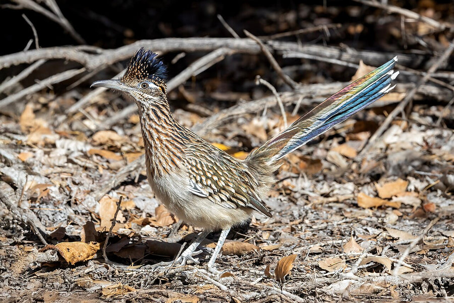 Greater Roadrunner at Tingley Beach, Albuquerque NM (Wikimedia Commons)