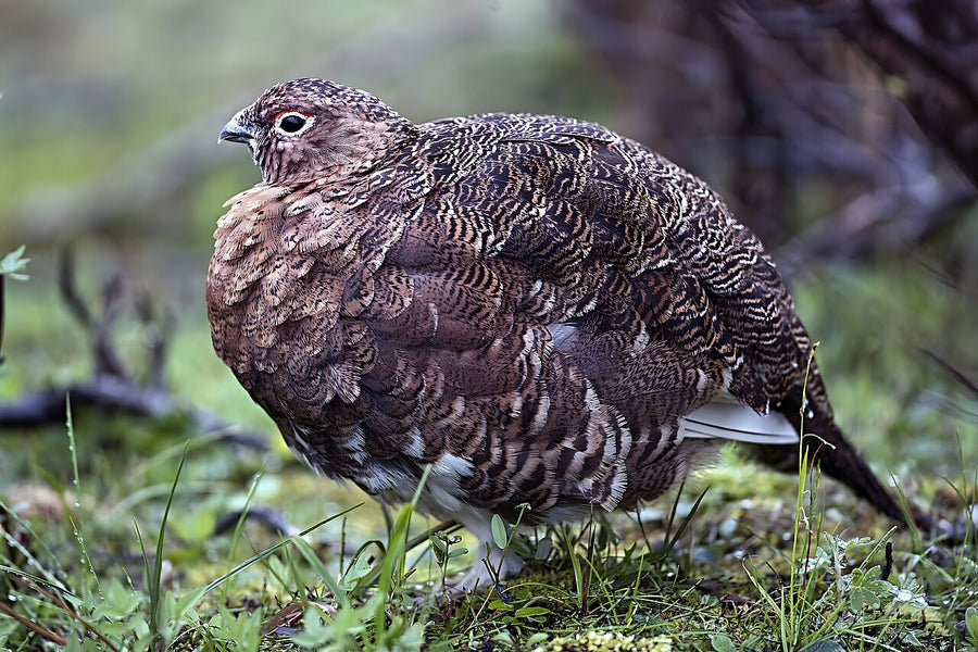 Willow Ptarmigan adult in summer plumage, Denali National Park (Wikimedia Commons)