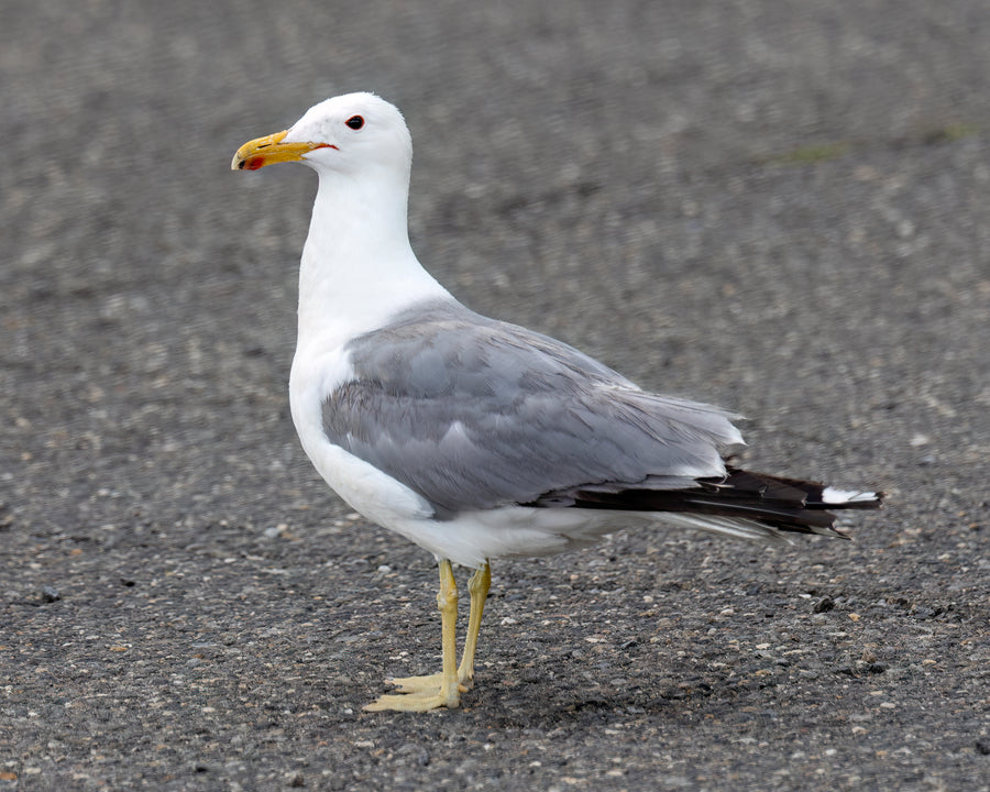 California Gull