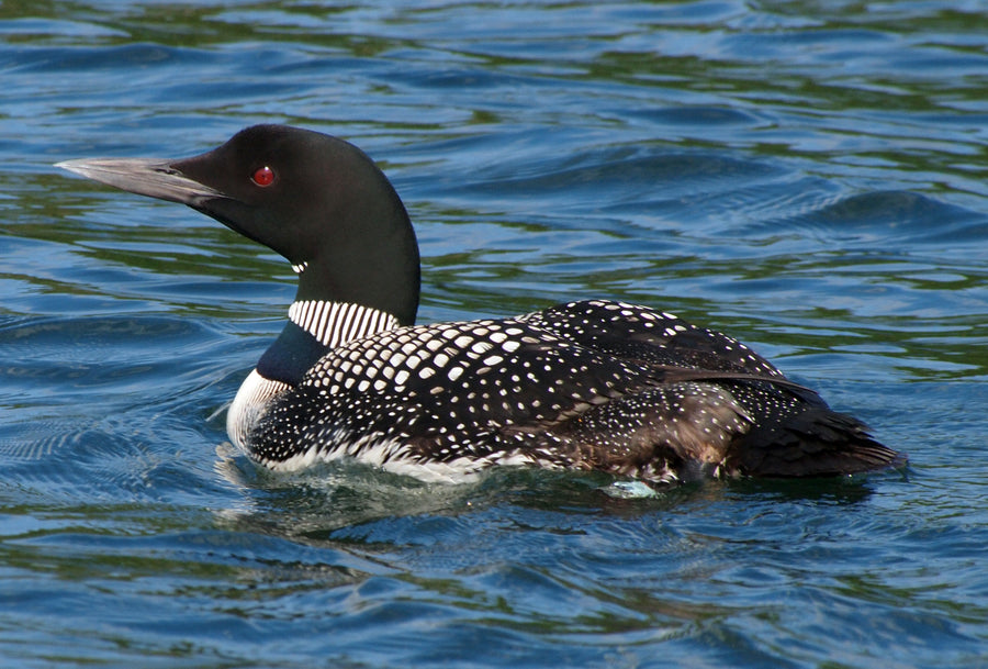 Common Loon