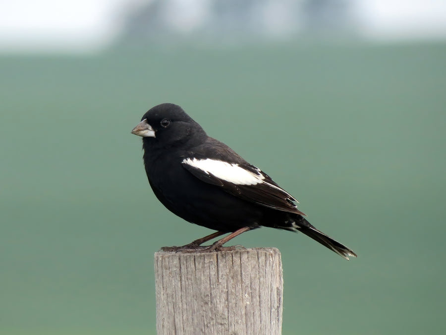 Lark Bunting