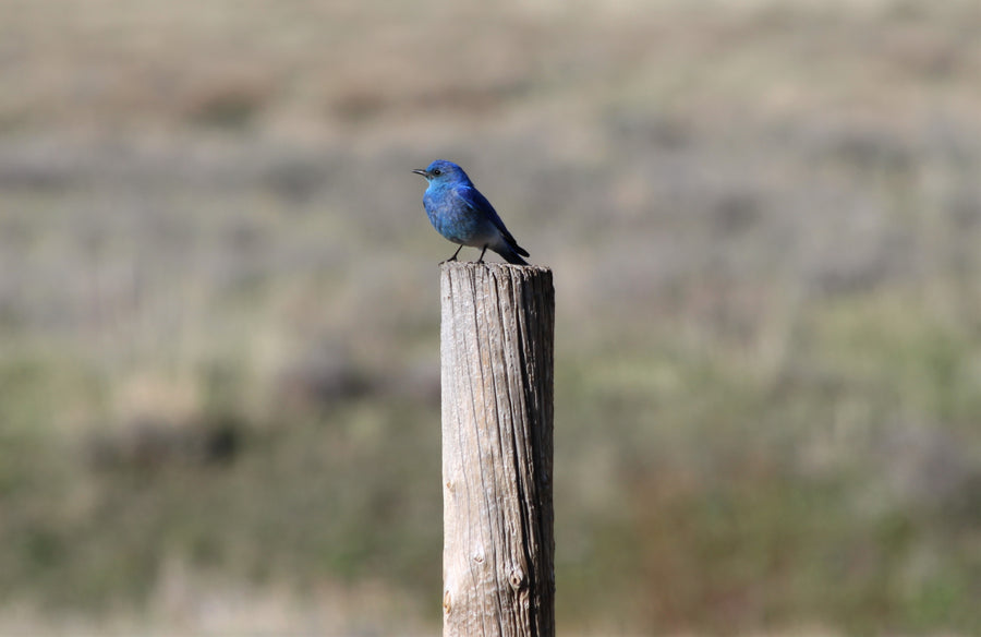 Mountain Bluebird