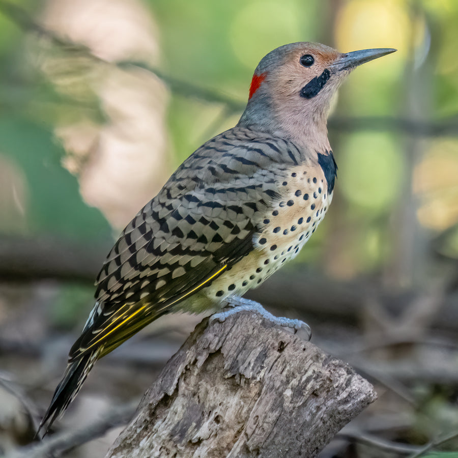 Northern Flicker (Yellowhammer)