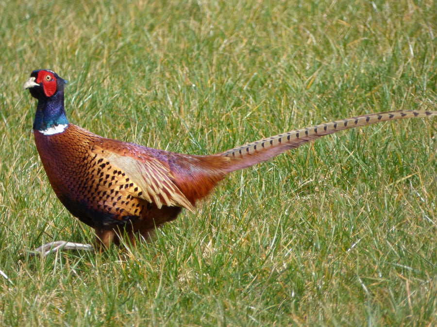 Ring-necked Pheasant